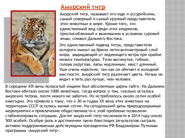 Амурский тигр Амурский тигр, называют его еще и уссурийским, – самый северный и