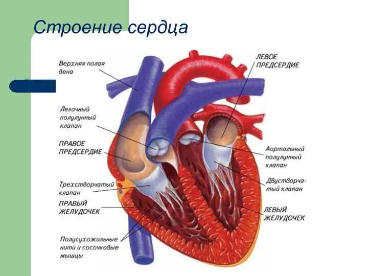 Строение сердца