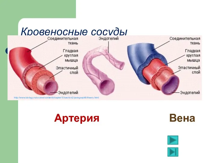 Кровеносные сосуды Артерия Вена http://www.biology.ru/course/content/chapter10/section2/paragraph8/theory.html