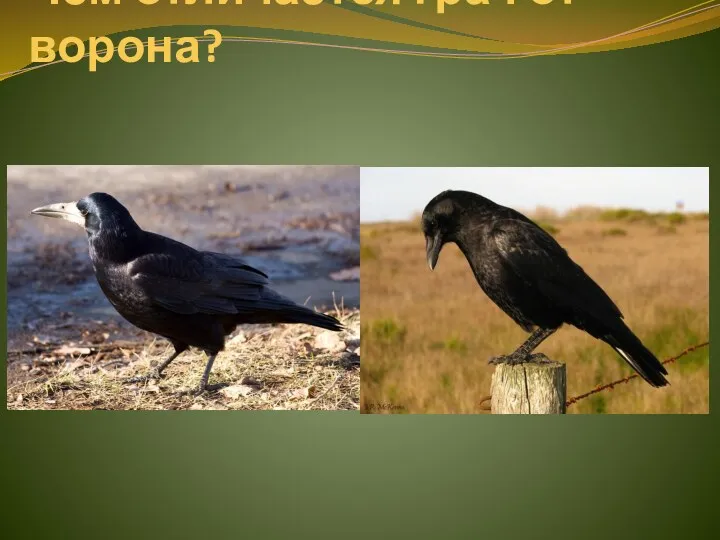Чем отличается грач от ворона?