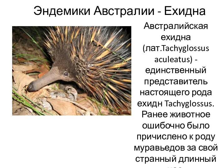 Эндемики Австралии - Ехидна Австралийская ехидна (лат.Tachyglossus aculeatus) - единственный
