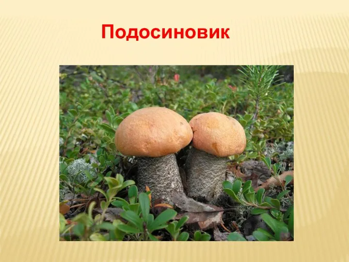 Подосиновик