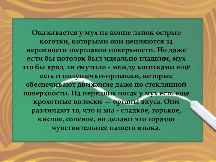 Оказывается у мух на конце лапок острые коготки, которыми они