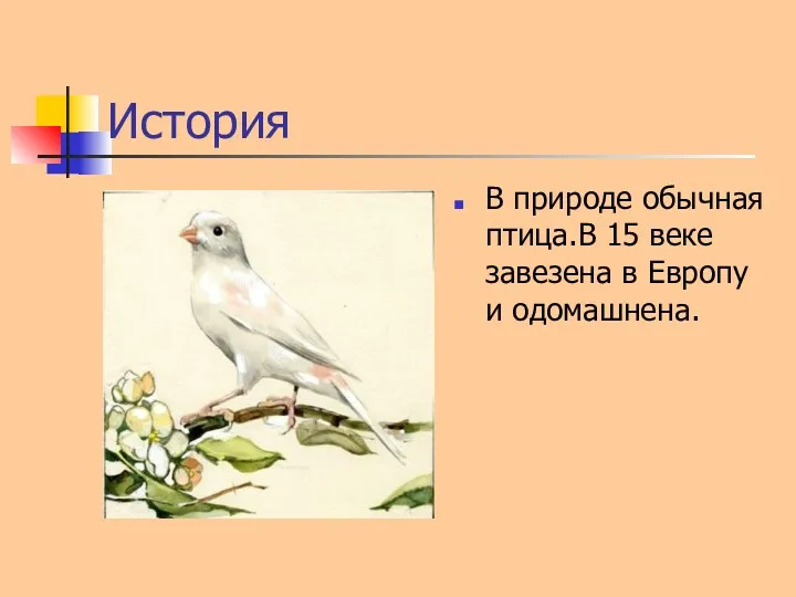 История В природе обычная птица.В 15 веке завезена в Европу и одомашнена.