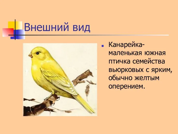 Внешний вид Канарейка-маленькая южная птичка семейства вьюрковых с ярким,обычно желтым оперением.
