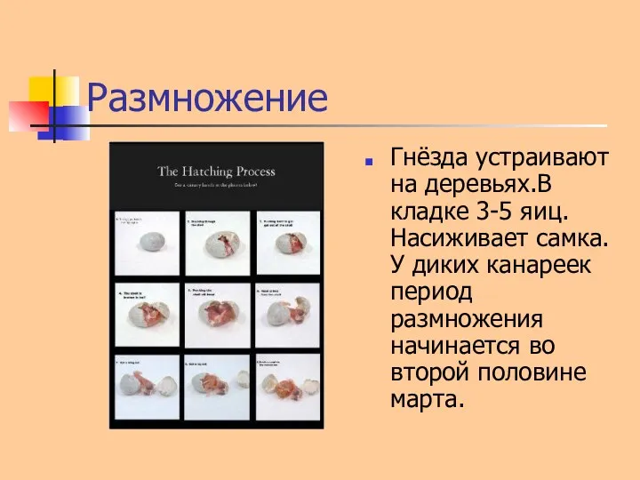 Размножение Гнёзда устраивают на деревьях.В кладке 3-5 яиц.Насиживает самка.У диких