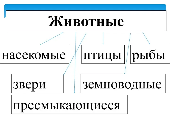 Животные насекомые рыбы птицы земноводные звери пресмыкающиеся