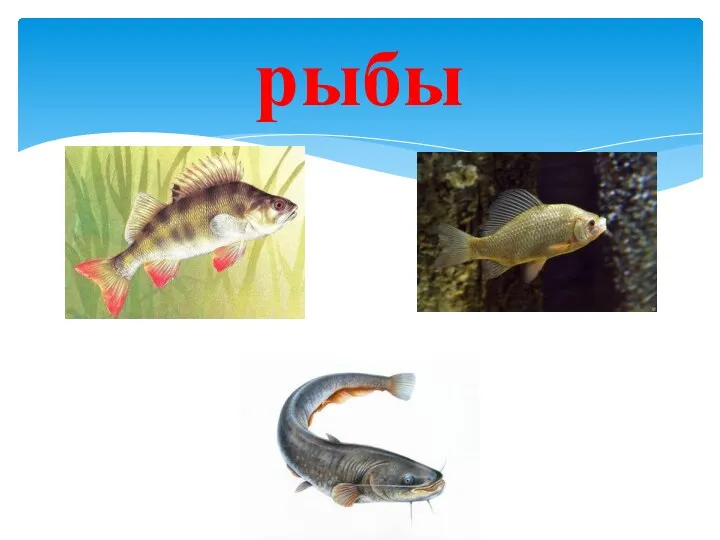 рыбы