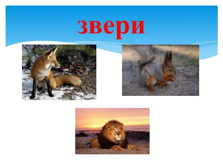 звери