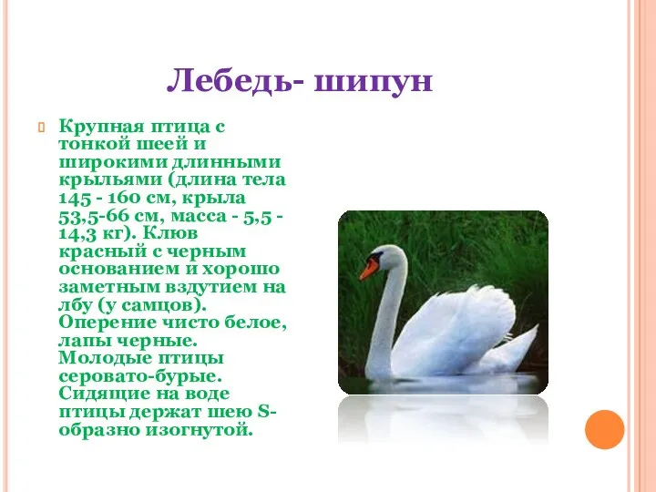 Лебедь- шипун Крупная птица с тонкой шеей и широкими длинными