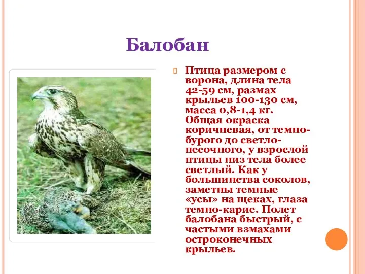 Балобан Птица размером с ворона, длина тела 42-59 см, размах