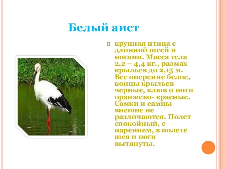 Белый аист крупная птица с длинной шеей и ногами. Масса