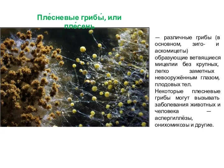 — различные грибы (в основном, зиго- и аскомицеты) образующие ветвящиеся мицелии без крупных,
