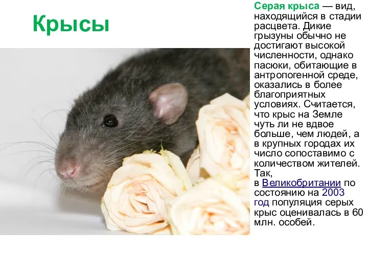 Крысы Серая крыса — вид, находящийся в стадии расцвета. Дикие грызуны обычно не