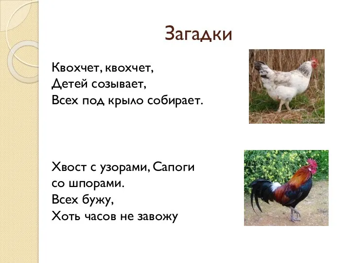 Загадки Квохчет, квохчет, Детей созывает, Всех под крыло собирает. Хвост