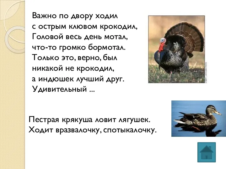 Важно по двору ходил с острым клювом крокодил, Головой весь