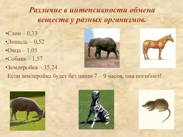 Различие в интенсивности обмена веществ у разных организмов. Слон – 0,33 Лошадь –