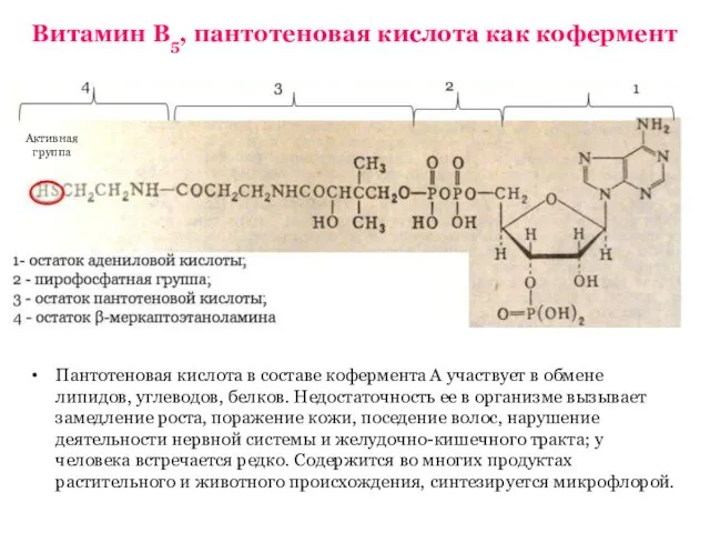 Витамин В5, пантотеновая кислота как кофермент Пантотеновая кислота в составе