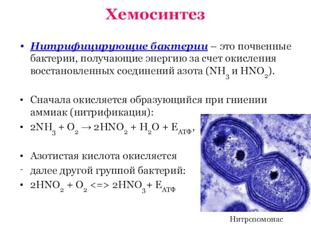 Хемосинтез Нитрифицирующие бактерии – это почвенные бактерии, получающие энергию за счет окисления восстановленных