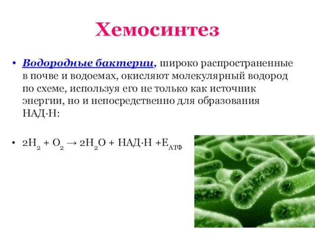 Хемосинтез Водородные бактерии, широко распространенные в почве и водоемах, окисляют молекулярный водород по