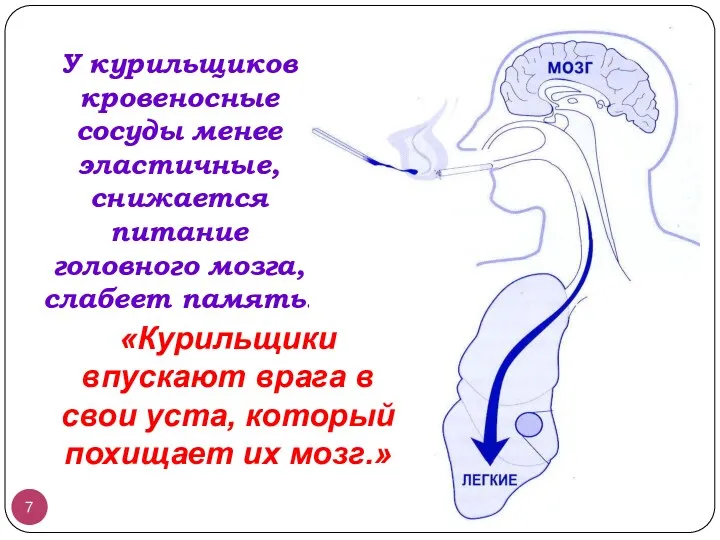 У курильщиков кровеносные сосуды менее эластичные, снижается питание головного мозга,