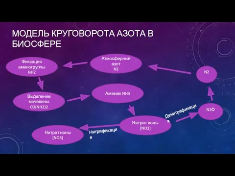 МОДЕЛЬ КРУГОВОРОТА АЗОТА В БИОСФЕРЕ Нитрит ионы [NO2] Аммиак NH3