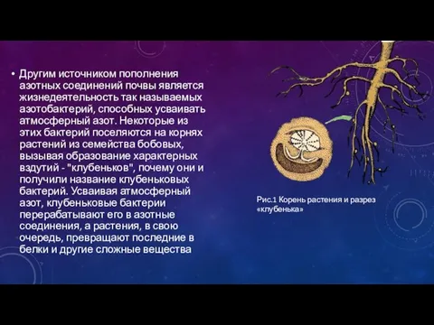 Другим источником пополнения азотных соединений почвы является жизнедеятельность так называемых