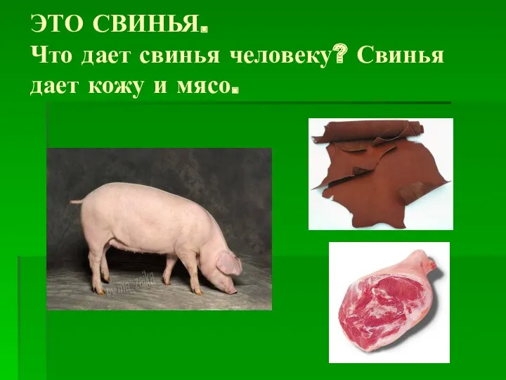 ЭТО СВИНЬЯ. Что дает свинья человеку? Свинья дает кожу и мясо.