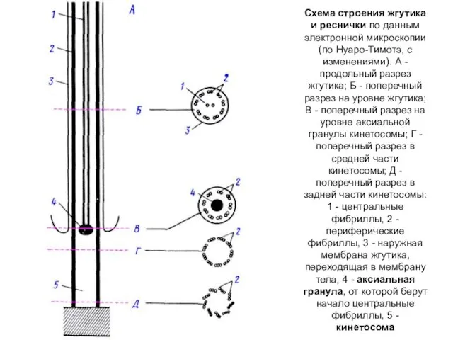 Схема строения жгутика и реснички по данным электронной микроскопии (по