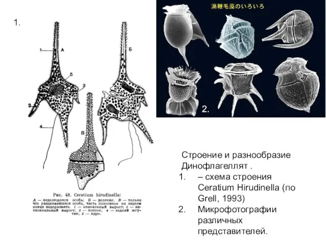 Строение и разнообразие Динофлагеллят . – схема строения Ceratium Hirudinella