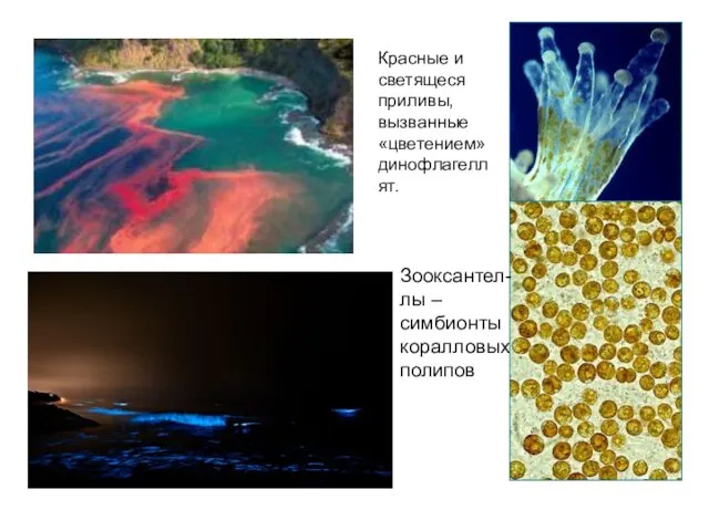Красные и светящеся приливы, вызванные «цветением» динофлагеллят. Зооксантел-лы – симбионты коралловых полипов