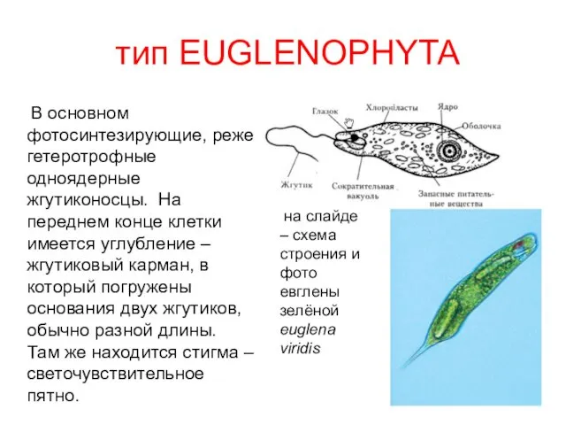 тип EUGLENOPHYTA В основном фотосинтезирующие, реже гетеротрофные одноядерные жгутиконосцы. На