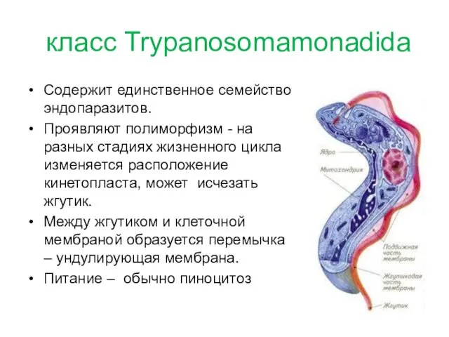 класс Trypanosomamonadida Содержит единственное семейство эндопаразитов. Проявляют полиморфизм - на