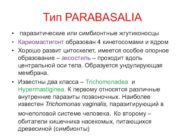 Тип PARABASALIA паразитические или симбионтные жгутиконосцы Кариомастигонт образован 4 кинетосомами
