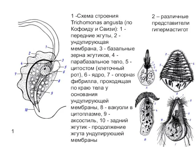 1 -Схема строения Trichomonas angusta (по Кофоиду и Свизи): 1