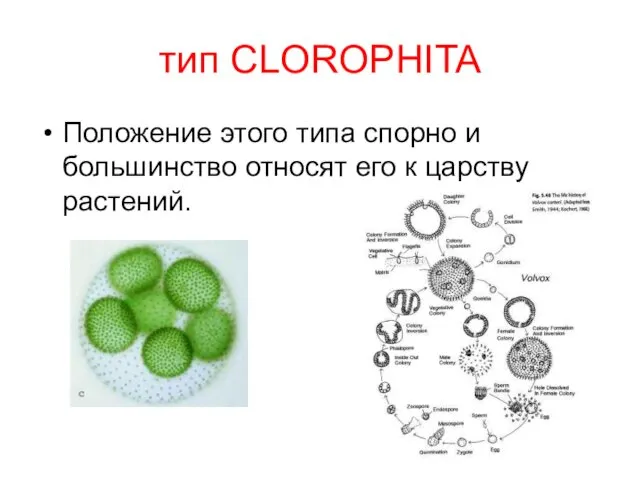 тип CLOROPHITA Положение этого типа спорно и большинство относят его к царству растений.