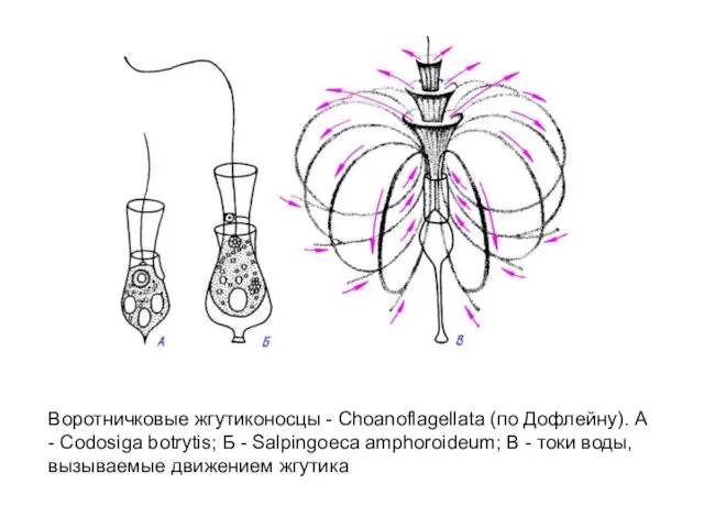 Воротничковые жгутиконосцы - Choanoflagellata (по Дофлейну). А - Codosiga botrytis;