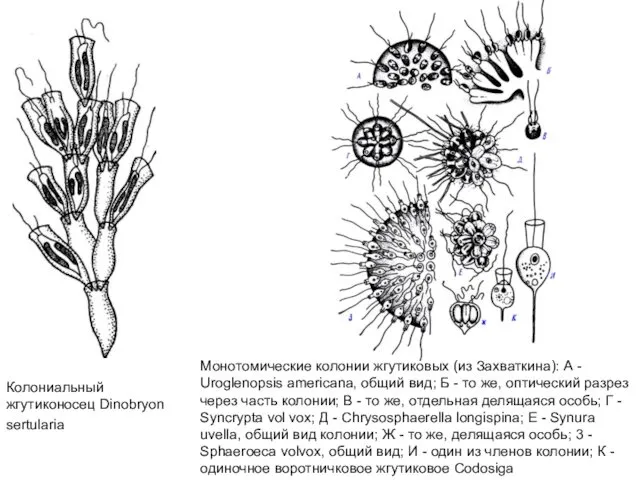 Колониальный жгутиконосец Dinobryon sertularia Монотомические колонии жгутиковых (из Захваткина): А