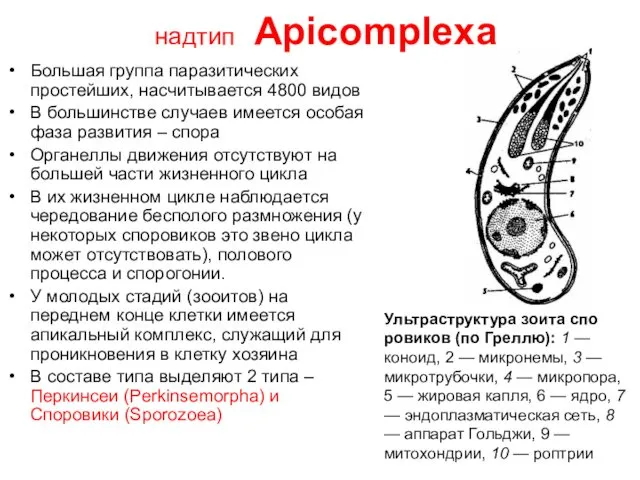 надтип Apicomplexa Большая группа паразитических простейших, насчитывается 4800 видов В
