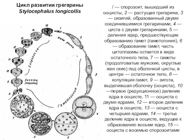 Цикл развития грегарины Stylocephalus longicollis / — спорозоит, вышедший из
