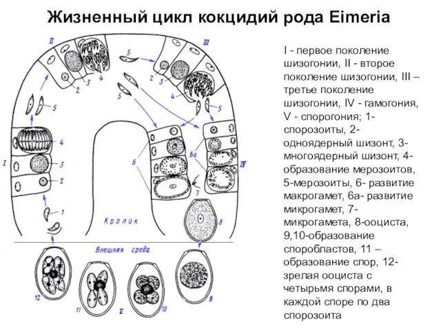 Жизненный цикл кокцидий рода Eimеria I - первое поколение шизогонии,