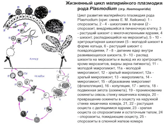 Жизненный цикл малярийного плазмодия рода Plasmodium (отр. Haemosporidia) Цикл развития