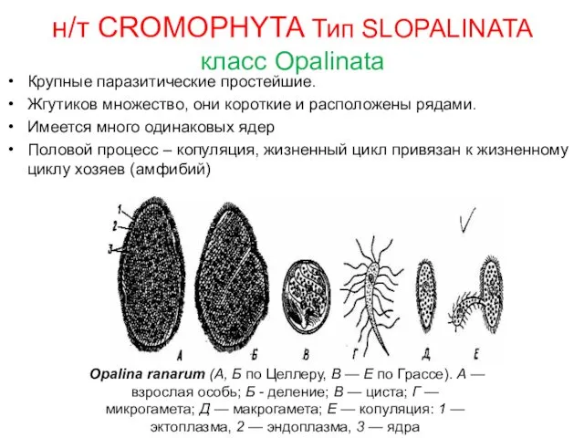 н/т CROMOPHYTA Тип SLOPALINATA класс Opalinata Крупные паразитические простейшие. Жгутиков