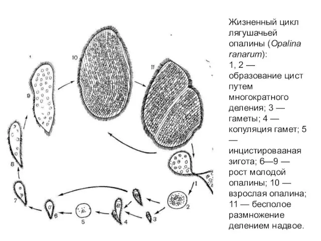 Жизненный цикл лягушачьей опалины (Opalina ranarum): 1, 2 — образование
