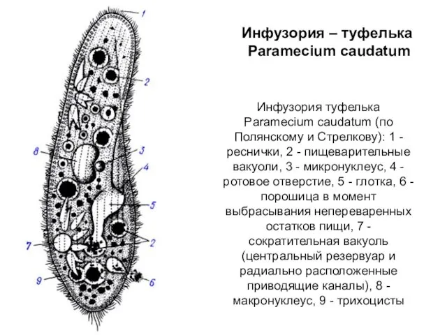 Инфузория – туфелька Paramecium caudatum Инфузория туфелька Paramecium caudatum (по