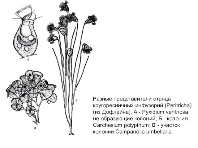 Разные представители отряда кругоресничных инфузорий (Peritricha) (из Дофлейна). А -