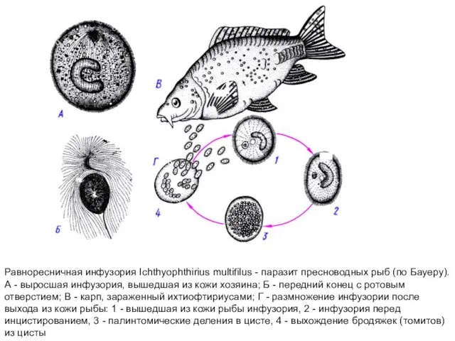 Равноресничная инфузория Ichthyophthirius multifilus - паразит пресноводных рыб (по Бауеру).