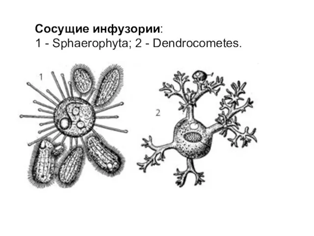 Сосущие инфузории: 1 - Sphaerophyta; 2 - Dendrocometes.
