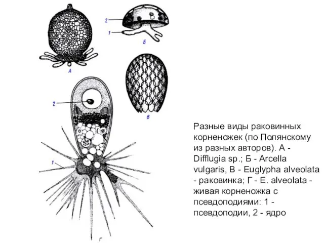 Разные виды раковинных корненожек (по Полянскому из разных авторов). А