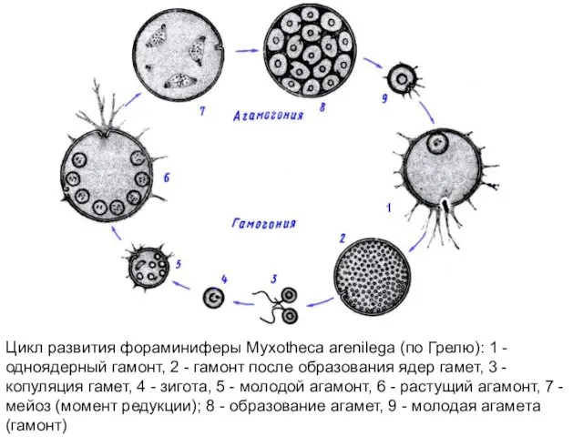 Цикл развития фораминиферы Myxotheca arenilega (пo Грелю): 1 - одноядерный